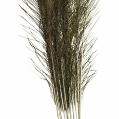 Creativity Street Non-Toxic Peacock Feathers, 35 To 40 Inches, Pack Of 12