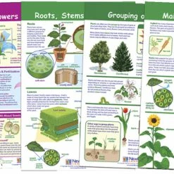 NewPath Learning Bulletin Board Set Of 5, All About Plants, Grades 3-5