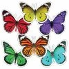 Schoolgirl Style Woodland Whimsy Accents, Butterflies, Set Of 36 -schoolspecialty store 2020691 A ecommfullsize