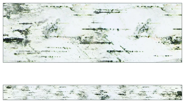 Schoolgirl Style Woodland Whimsy Border, 36 Feet, Birch Tree, 12 Strips 3 Schoolgirl Style Woodland Whimsy Border, 36 Feet, Birch Tree, 12 Strips